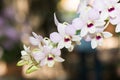 Hybrid light pink dendrobium orchid flower