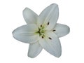 Hybrid lily `Donatello` white flower isolated on white