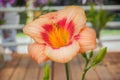Hybrid lily with orange-pink petals, unusually shaped Royalty Free Stock Photo