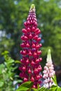 Hybrid Lupine Royalty Free Stock Photo