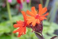 Maltese cross, Lychnis x arkwrightii Vesuvius, orange-red flowers