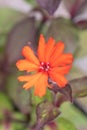 Maltese cross, Lychnis x arkwrightii Vesuvius, red flower