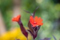 Lychnis x arkwrightii Vesuvius Campion, deep red flower