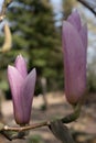 Hybrid Magnolia x soulangeana Heaven Scent budding whitish-pink flowers Royalty Free Stock Photo