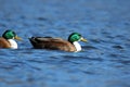 Hybrid Mallard Ducks Swimming on Blue water in Winter Royalty Free Stock Photo