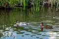 Hybrid mallard duckling that started life with yellow feathers and has now developed white plumage Royalty Free Stock Photo