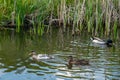 Hybrid mallard duckling that started life with yellow feathers and has now developed white plumage Royalty Free Stock Photo