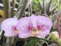 Hybrid orchid flowers are white with purplish-pink dots in bloom Royalty Free Stock Photo
