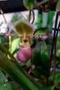 Hybrid of Paphiopedilum glaucophyllum and Paphiopedilum primulinum Royalty Free Stock Photo