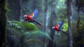 Hybrid parrots in forest. Macaw parrot flying in dark green vegetation. Rare form Ara macao Royalty Free Stock Photo