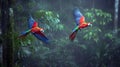 Hybrid parrots in forest. Macaw parrot flying in dark green vegetation. Rare form Ara macao Royalty Free Stock Photo