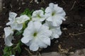 Hybrid petunia with white flowers in May