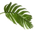 Hybrid Philodendron leaf isolated on white background