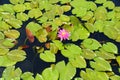 Hybrid 'Pink Silk' Waterlily flowers on the surface of a pond Royalty Free Stock Photo