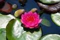 Hybrid 'Pink Silk' Waterlily flowers on the surface of a pond Royalty Free Stock Photo