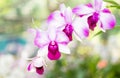 Hybrid pink and white dendrobium orchid flower Royalty Free Stock Photo