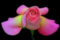 Hybrid pink and yellow rose close up against black background Royalty Free Stock Photo