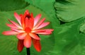 Hybrid red water lily Royalty Free Stock Photo