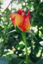 Hybrid red-yellow rose bud. Flowers outdoors. Royalty Free Stock Photo