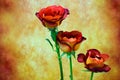 Hybrid rose leonidas tea roses presented against dark grunge background