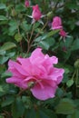 Close-up image of hybrid rose flowers. Royalty Free Stock Photo