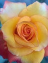 Hybrid rose tea yellow Royalty Free Stock Photo