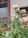 Hybrid roses garden