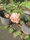 hybrid roses grown as ornamentals in private or public gardens