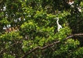Hybrid of snowy egret and a little blue heron Egretta thula x caerulea perched on the mangroves Royalty Free Stock Photo