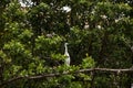 Hybrid of snowy egret and a little blue heron Egretta thula x caerulea perched on the mangroves Royalty Free Stock Photo