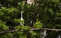 Hybrid of snowy egret and a little blue heron Egretta thula x caerulea perched on the mangroves Royalty Free Stock Photo