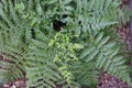 Hybrid Spleenwort plants, with scientific name Asplenium Dimorphum X Difforme