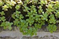 Hybrid Stonecrop leaves Royalty Free Stock Photo