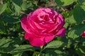 Hybrid tea bright pink rose flower closeup Royalty Free Stock Photo