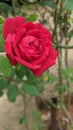 Hybrid tea red rose, nice weather, day time, plant, flower, green, beautiful nature, garden Royalty Free Stock Photo