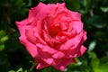 Beautiful pink rose Rosa flower blooming in the summer garden. Royalty Free Stock Photo