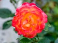 Hybrid Tea Rose 'Bella'roma' Royalty Free Stock Photo