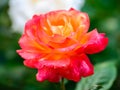 Hybrid Tea Rose 'Bella'roma' Royalty Free Stock Photo