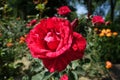 Hybrid tea rose cultivar Red Intuition