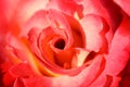 Mikado Hybrid Tea Rose Flower in Bloom Royalty Free Stock Photo