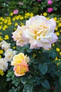 Hybrid Tea rose flower blooming on tree in a rose garden. Royalty Free Stock Photo