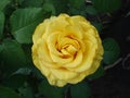 Hybrid Tea Rose `Golden Medallion` flower Royalty Free Stock Photo