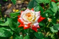 Hybrid Tea rose Imperatrice Farah bred by Delbard Roses. Beautiful bright flower of decorative rose with white-orange petals on