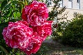 Hybrid tea rose Motley Fantasy. Variegated flowers and buds of a rose bush against the background of a building wall