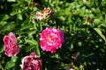 Hybrid tea rose, Rosa \'Acapella\' blooms with pink-white flowers in July in the park. Berlin, Germany