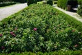 Hybrid tea rose, Rosa \'Acapella\' blooms with pink-white flowers in July in the park. Berlin, Germany