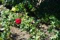 Hybrid tea rose, Rosa \'Burgund 81\' blooms with bright blood red with velvet sheen flowers in July in the park.