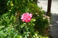 Hybrid tea rose, Rosa \'Eliza\' blooms pink flowers in August. Rhodes Island, Greece Royalty Free Stock Photo