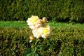 Hybrid tea rose, Rosa \'Henrietta\', blooms with yellow to red flowers in July in the park. Berlin, Germany