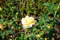 Hybrid tea rose, Rosa \'Henrietta\', blooms with yellow to red flowers in July in the park. Berlin, Germany